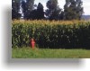 thumbnail of "The Edge of Town" by Bruce Brown