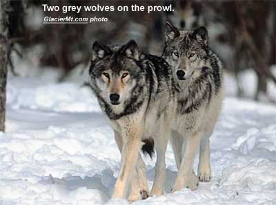 Two grey wolves on the prowl. (GlacierMt.com photo)