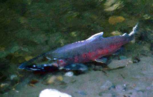 spawning Coho salmon in Western WA