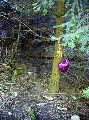 Purple Heart balloon hung at the top of Purple Heart Trail on Galbraith Mt. in Bellingham, WA, Valentine's Day 2000