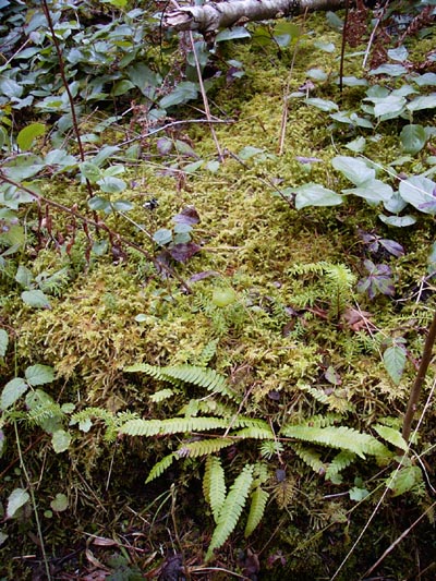 moss_031400.jpg (108257 bytes)